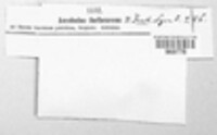 Ascobolus furfuraceus image